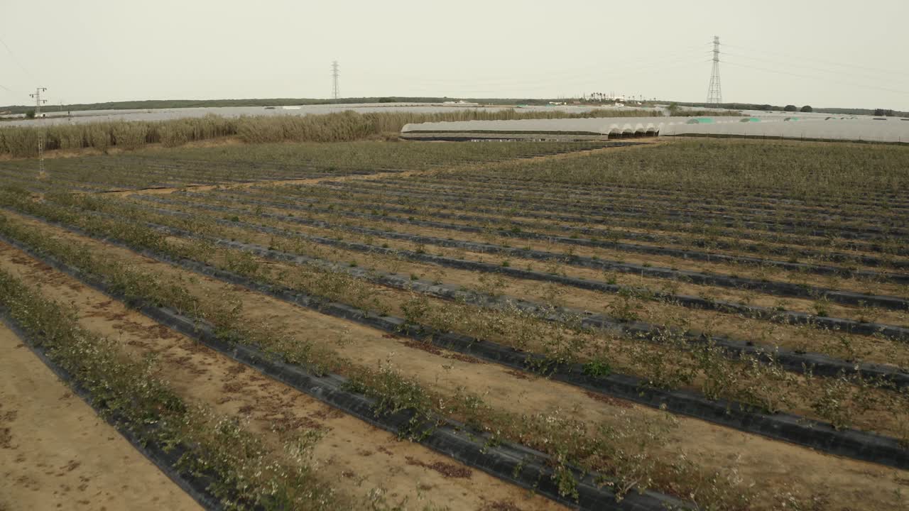 Aerial footage of olive tree plantations in southern Spain