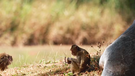 monkeys in a natural habitat
