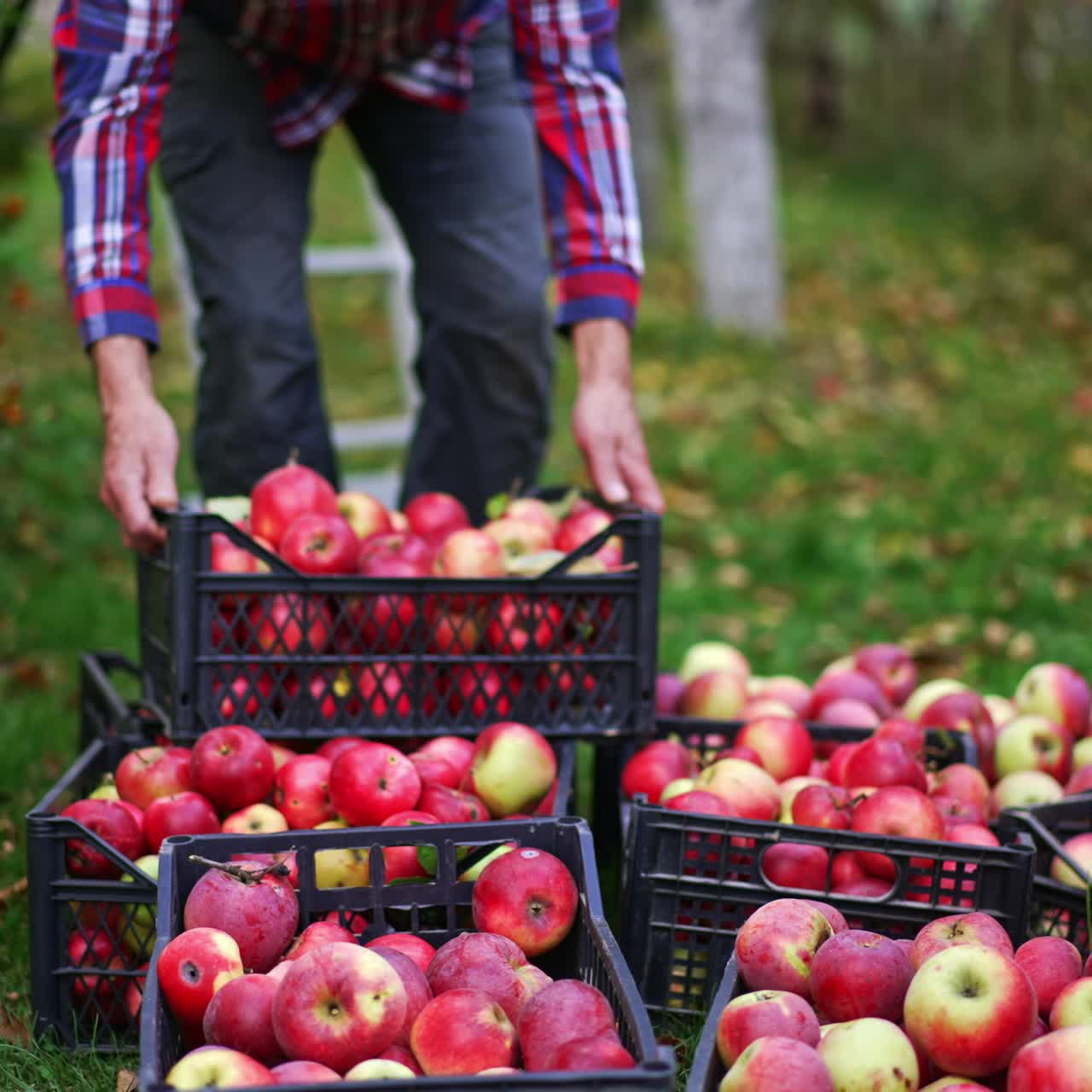 Plastic boxes of ripe red apples on the ground. Man brings one more box and checks the fruit there. Blurred backdrop