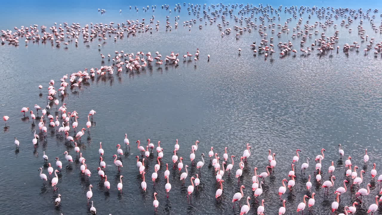 Flamingos bilden eine gekrümmte Linie im blauen Wasser. Vogelperspektive einer Flamingoherde, die in einer gekrümmten, schlangenförmigen Formation in einem ruhigen See angeordnet ist.