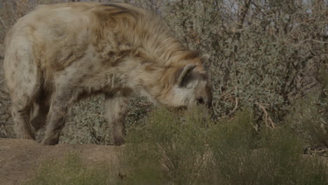 African-wild-hyena-on-the-hunt