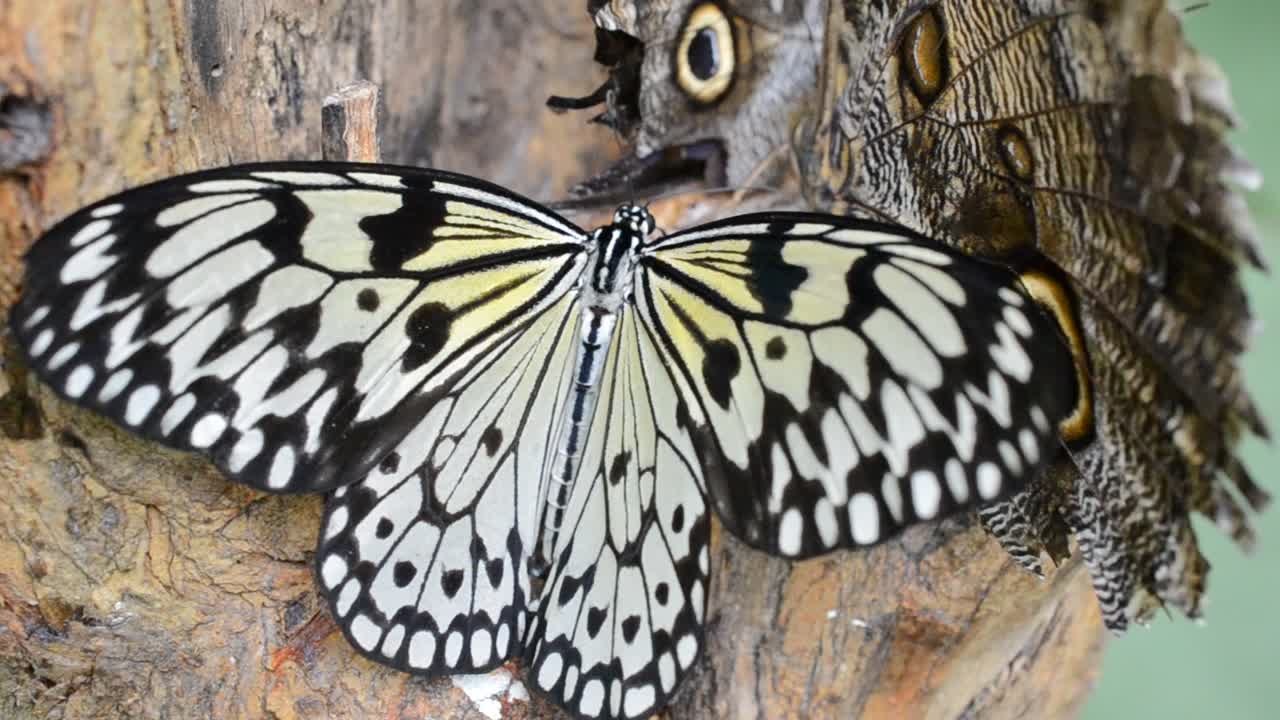 farfalla