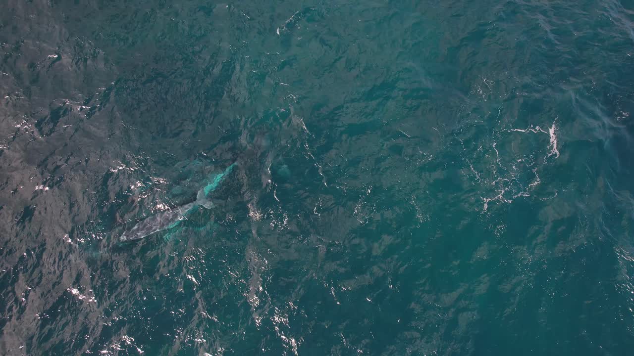 Humpback Whale Calf Swimming Close To Its Mother In The Ocean