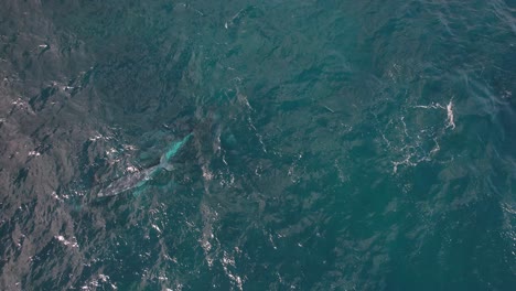 humpback whale calf swimming close to its mother in the ocean