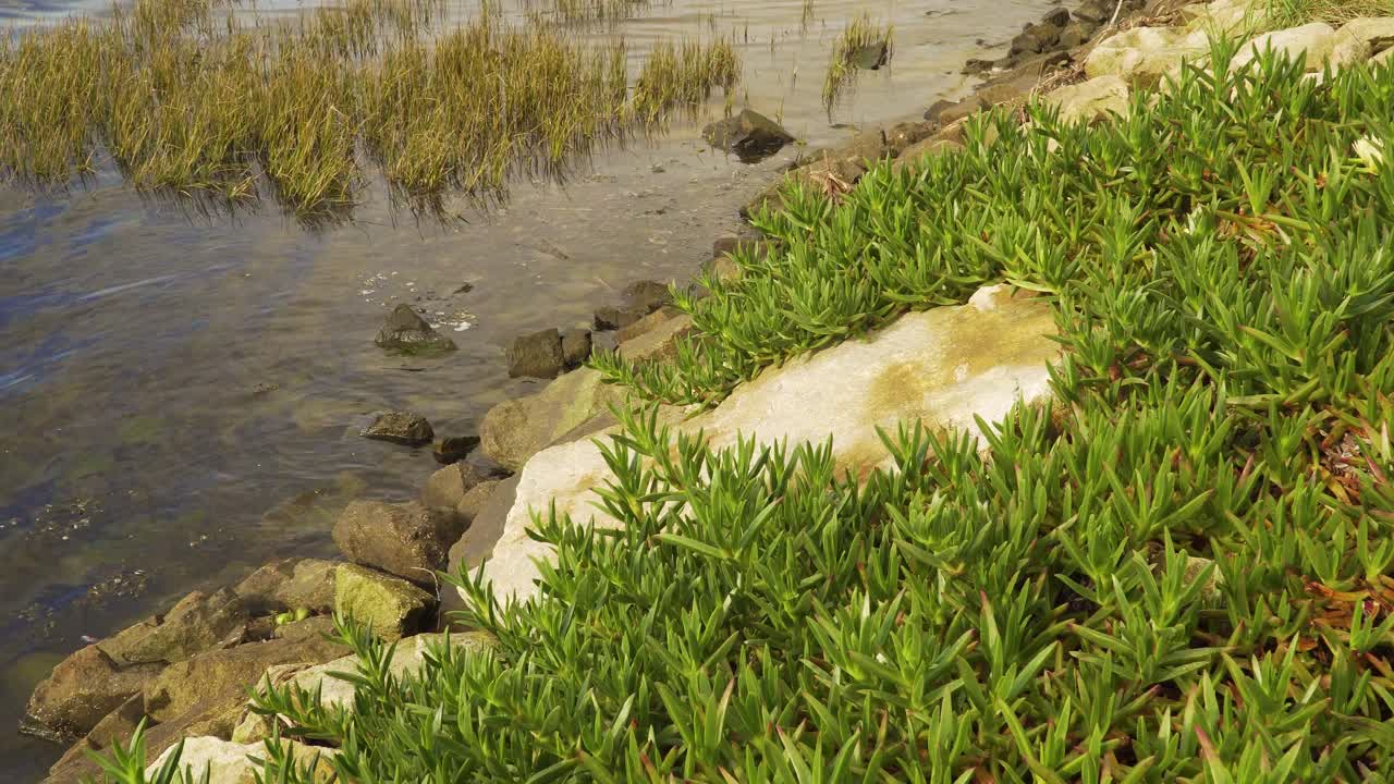 planta carpobrotus edulis de 4k, suculenta perteneciente a la familia aizoaceae en el lecho de un río en el estuario del río vouga, ria de aveiro