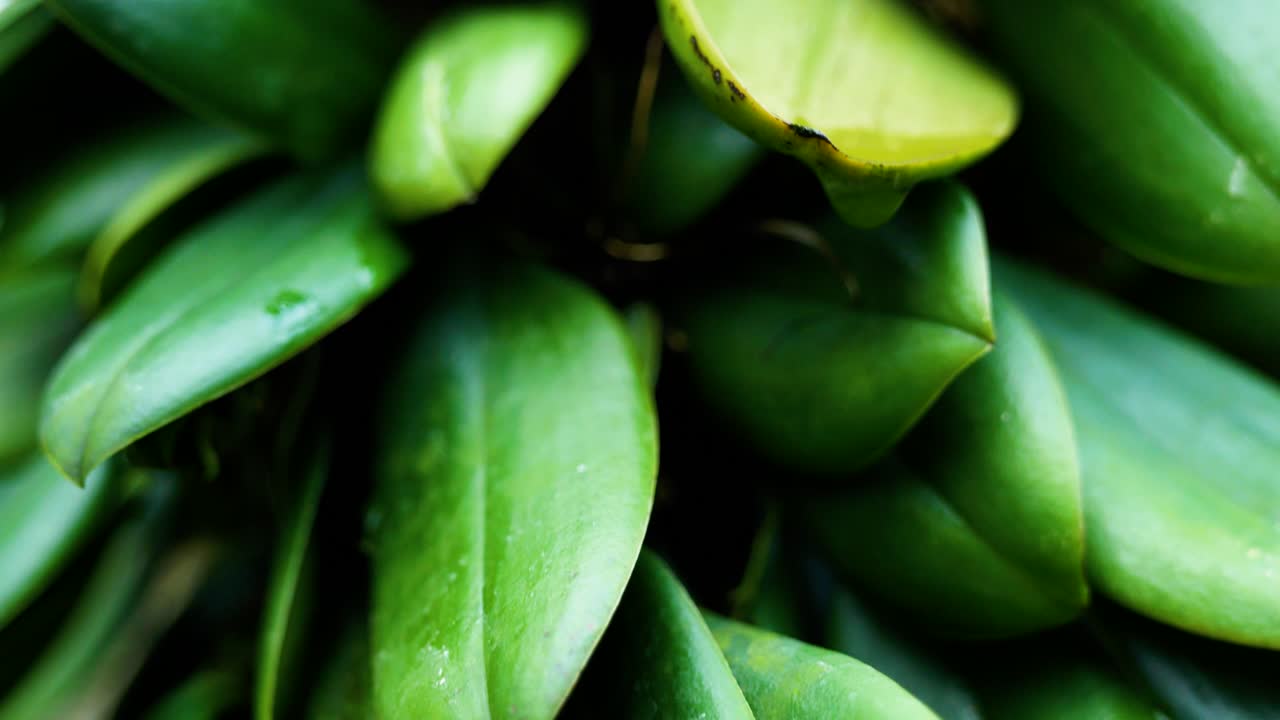 toma en cámara lenta de naturaleza cinematográfica de 4k de una planta exótica, de cerca en el jardín botánico de montreal, canadá