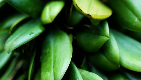 4K-Cinematic-nature-slow-motion-shot-of-an-exotic-plant,-from-up-close-in-the-botanical-garden-of-Montreal,-Canada