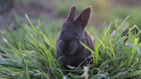 adorable black bunny in green grass
