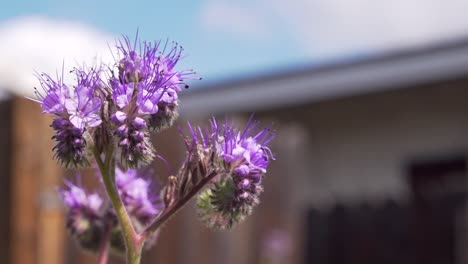 Nahaufnahme-Einer-Biene,-Die-Nektar-Von-Einer-Violetten-Wildblume-Sammelt,-Die-Leicht-Nach-Oben-Schaut