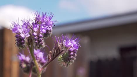 closeup of bee collecting nectar from a purple wildflower looking slightly up