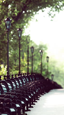 a row of park benches lined up in a park with streetlights and trees