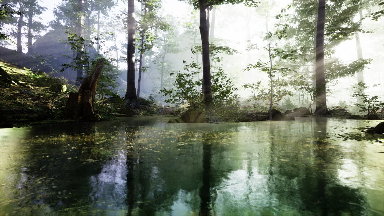 numa lagoa da floresta com nevoeiro