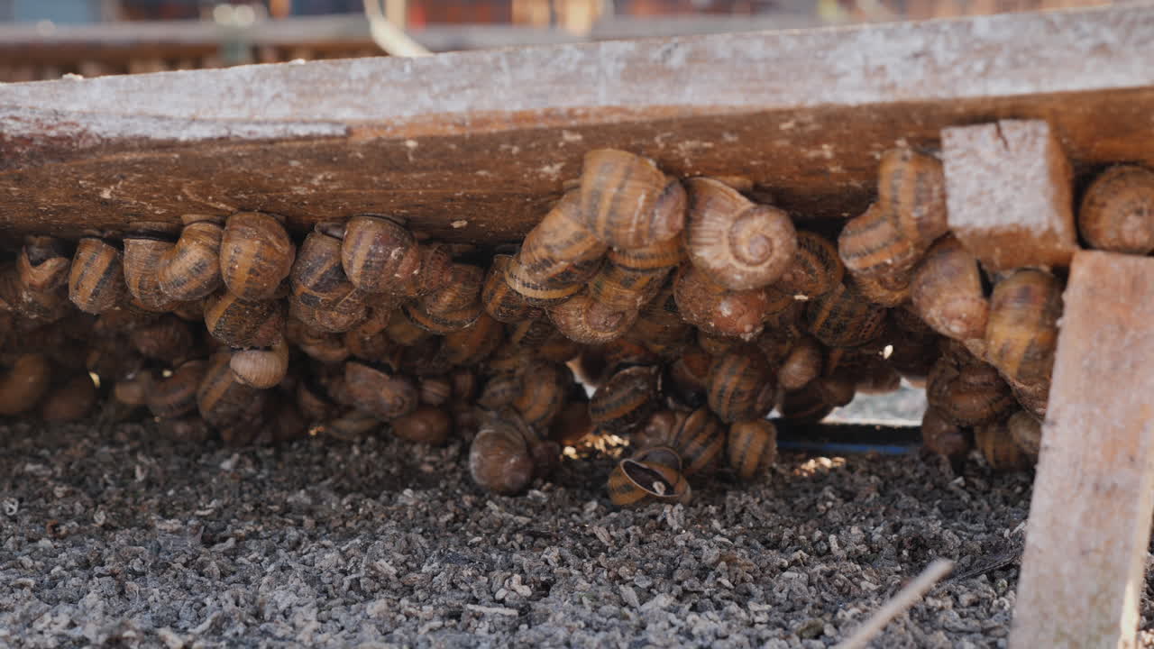 una granja de caracoles 2