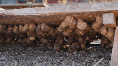 a snail farm 2