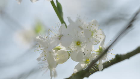 Small-newly-emerged-white-flowers-on-a-tree-branch-on-a-sunny-spring-day,-captured-in-120-fps-slowmotion