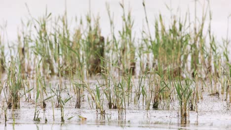 Wachsendes-Gras-Auf-Süßwasserteich.-Aufnahme-Mit-Selektivem-Fokus