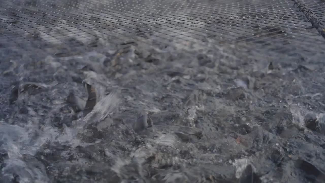 Closeup of fish farming in cages, Central Coalfields Limited has developed abandoned coal mine pits for pisciculture, providing livelihoods for displaced communities, Jharkhand