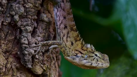 the oriental garden lizard is also called the eastern garden lizard, bloodsucker and changeable lizard