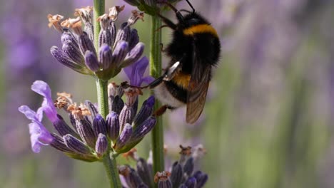 slowmotion shot of bumblebee on lavender flower