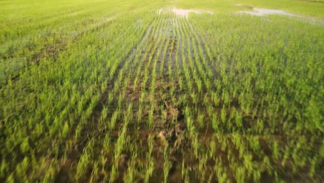 filas interminables de arrozales en los campos anegados
