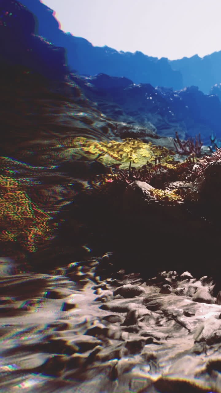 Le meraviglie sottomarine rivelano la bellezza nascosta nelle profondità cristalline dell'oceano.