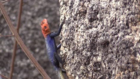 Rock-agama-on-a-steep-wall-watching-surroundings,-head-moving-slightly,-close-up-shot