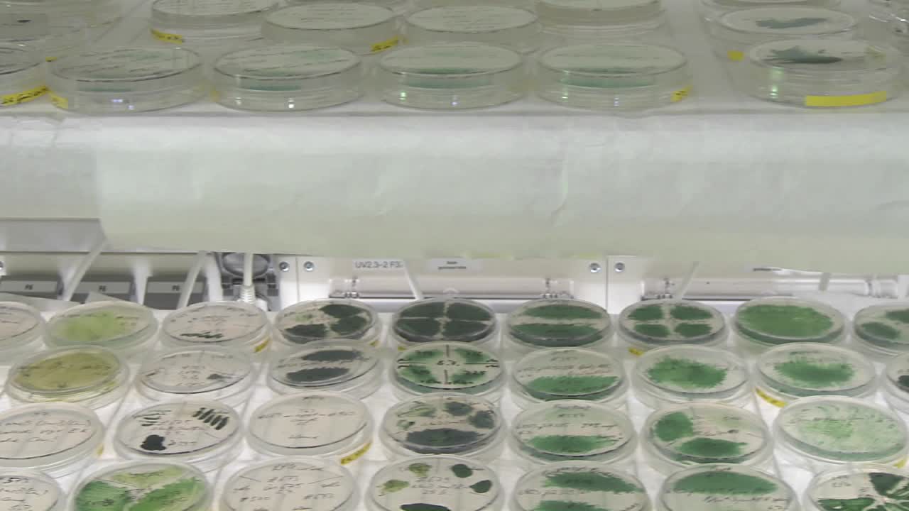 movimiento del carro de biocombustibles de una placa de petri a escala 1