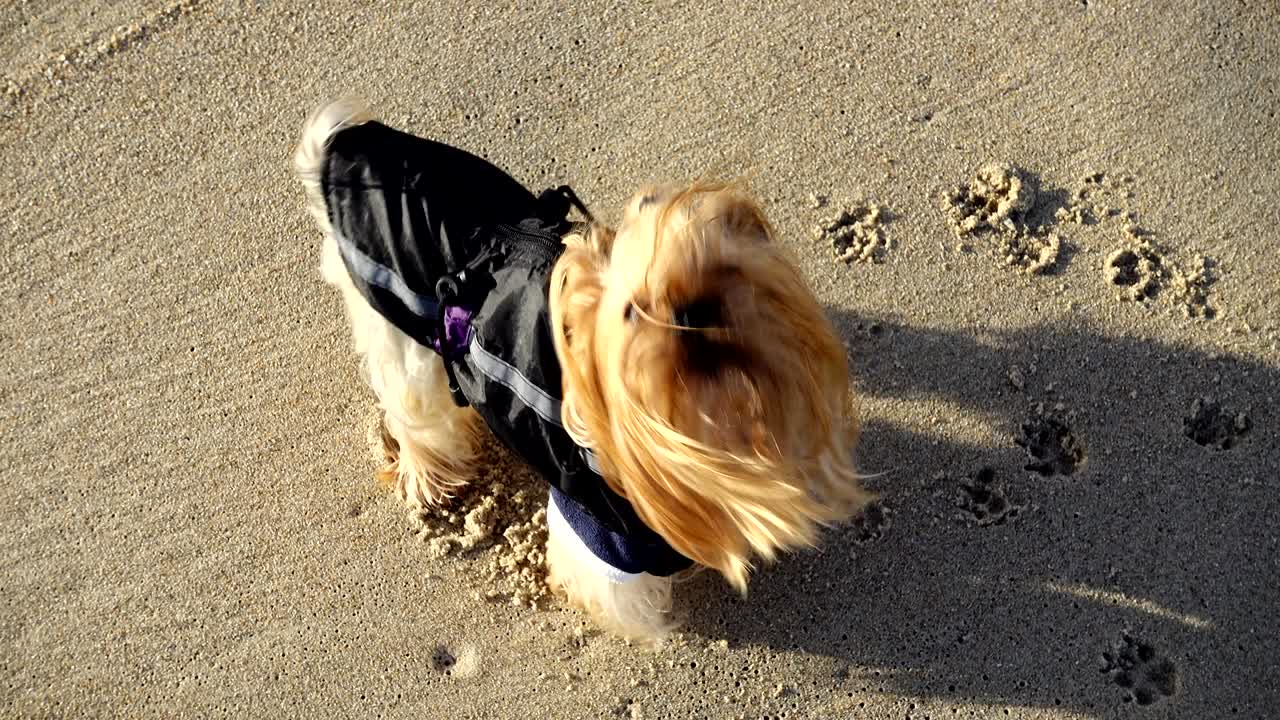 해변에 있는 요크셔 테리어