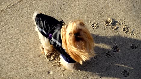 yorkshire terrier on the beach.