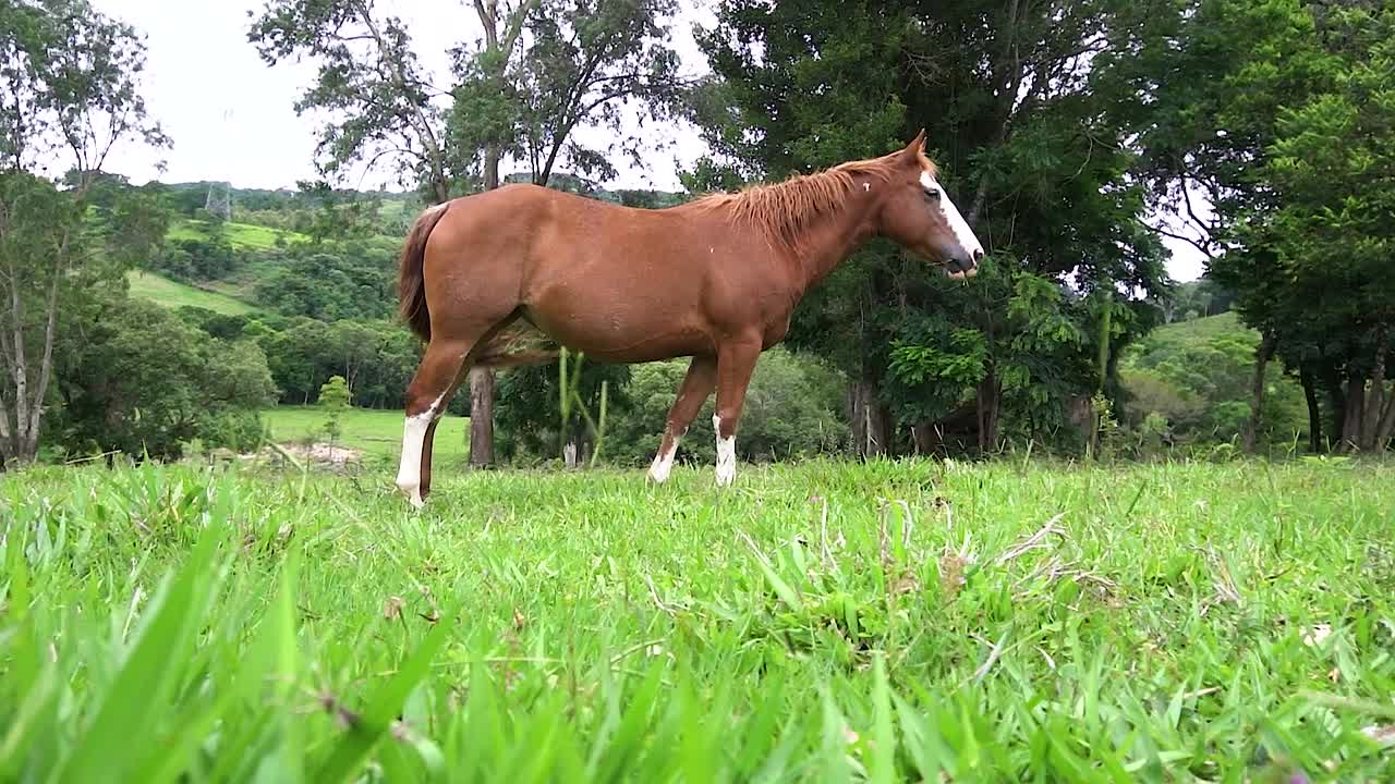 un caballo en campo abierto comiendo hierba durante el verano en brasil