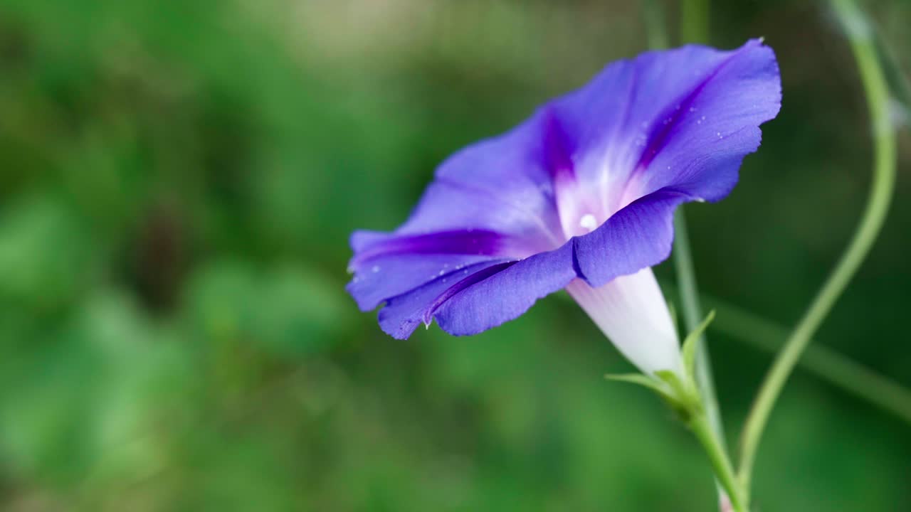 ipomoea púrpura en el jardín, dordogne