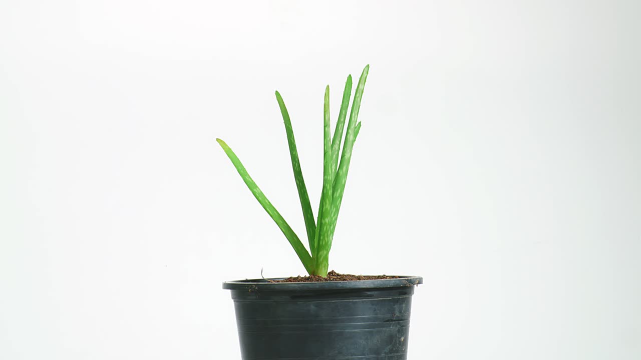 planta de aloe vera en una olla