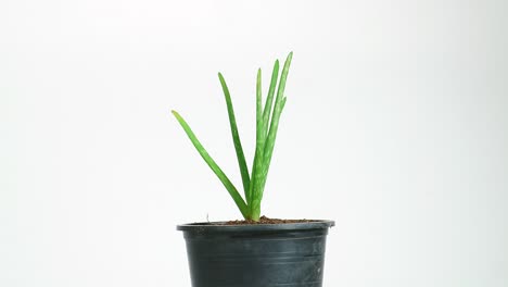 aloe vera plant in a pot