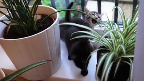 two kittens discovering plants for the first time at eight weeks old