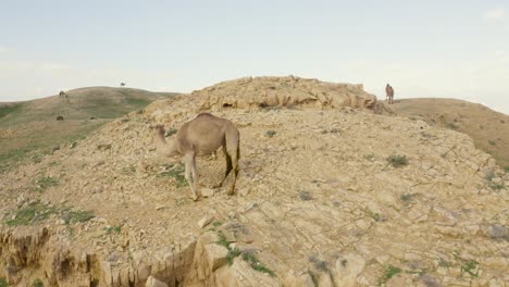 desert camel close up shot pull out to a wide shot of the desert mountain cliffs half covered with green grass, aerial drone shot israel