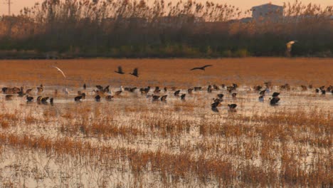 waterbirds on marshland at dawn, glossy ibis