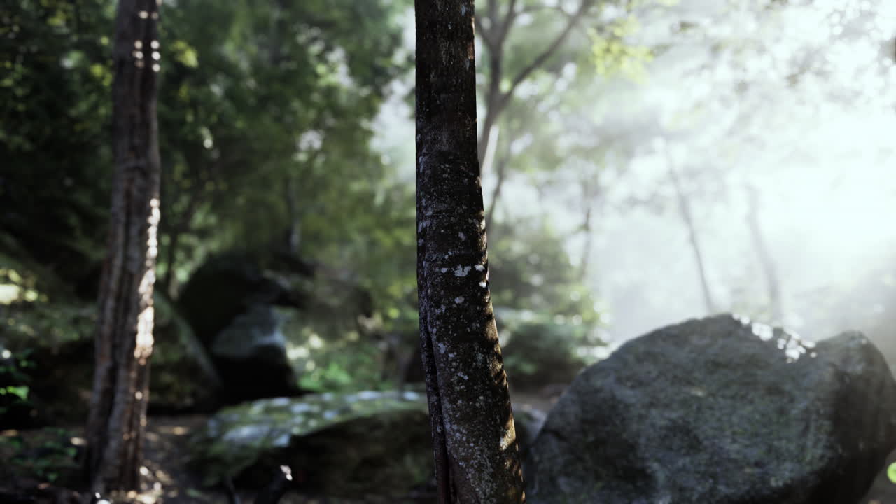 나무 를 통해 빛나는  을 가진 안개 숲