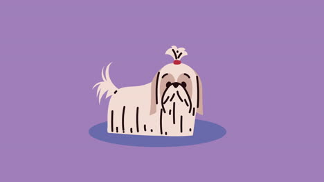 귀여운 shih tzu 일러스트레이션