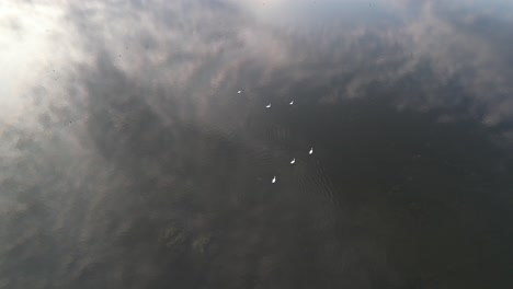 Aerial-video,-swans-family-on-a-calm-lake-surface