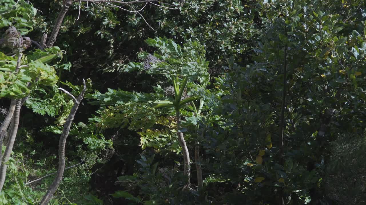 마데이라 자이언트 블랙 파슬리, 상비센테, 마데이라 섬, 포르투갈에 있는 멜라노셀리눔 데시피엔스 식물