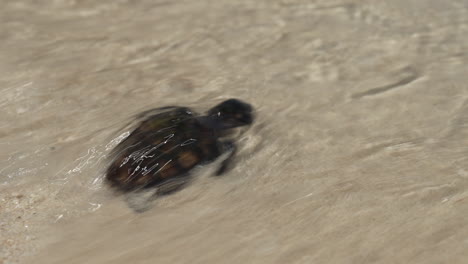 Baby-Sea-Turtle-reaching-the-Water,-Baby-Loggerhead-Sea-Turtle-crawling-on-the-Beach,-Riau-Archipelago