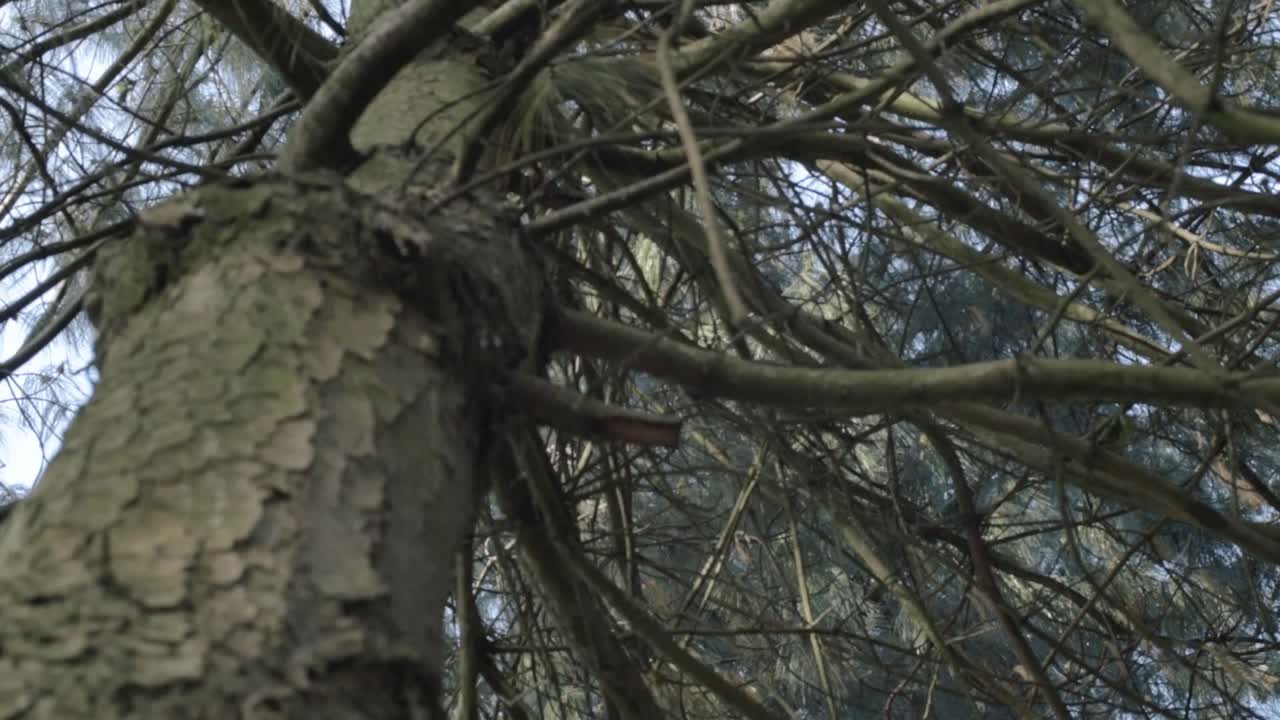 Pine tree trunk and branches close up looking upwards