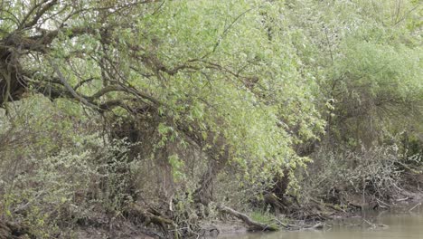 swimming by ship in the danube delta romania