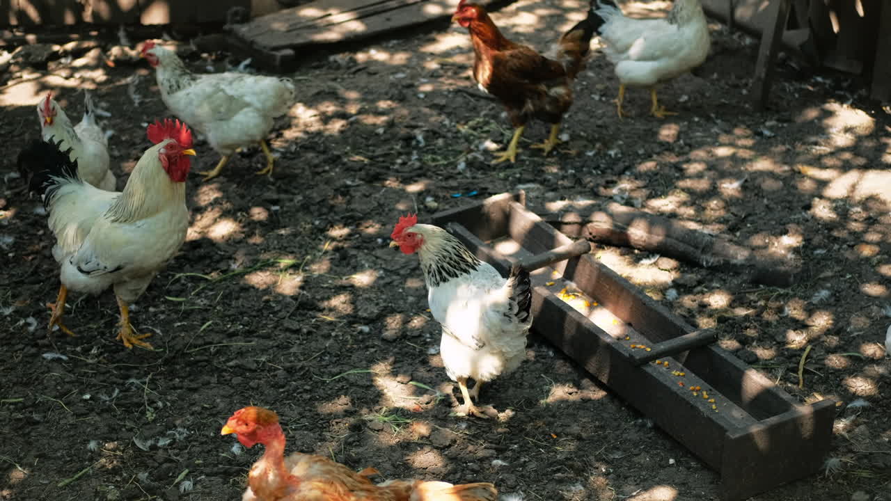 Chickens in a paddock at a home on the ground