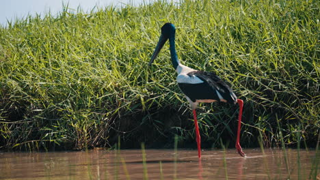 在水中行走的 jabiru 雀鳥