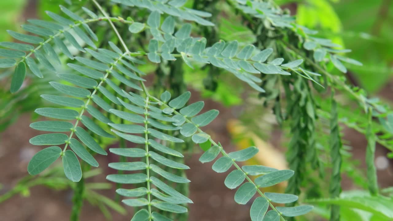 primo piano di foglie verdi mosse da una leggera brezza
