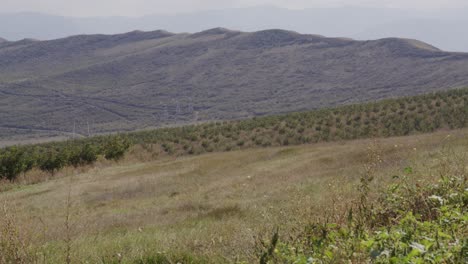 serene mountain landscape with grassland and trees
