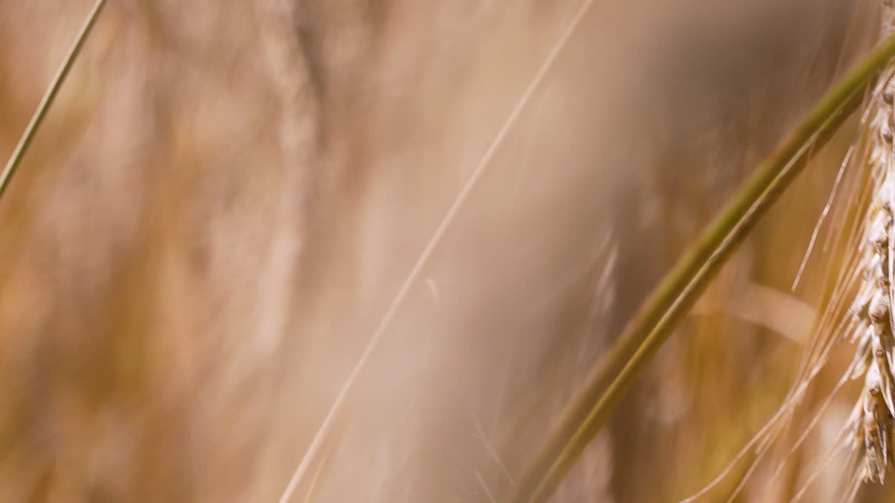 Field of golden wheat with close-up stalk in focus, warm summer light, agricultural landscape