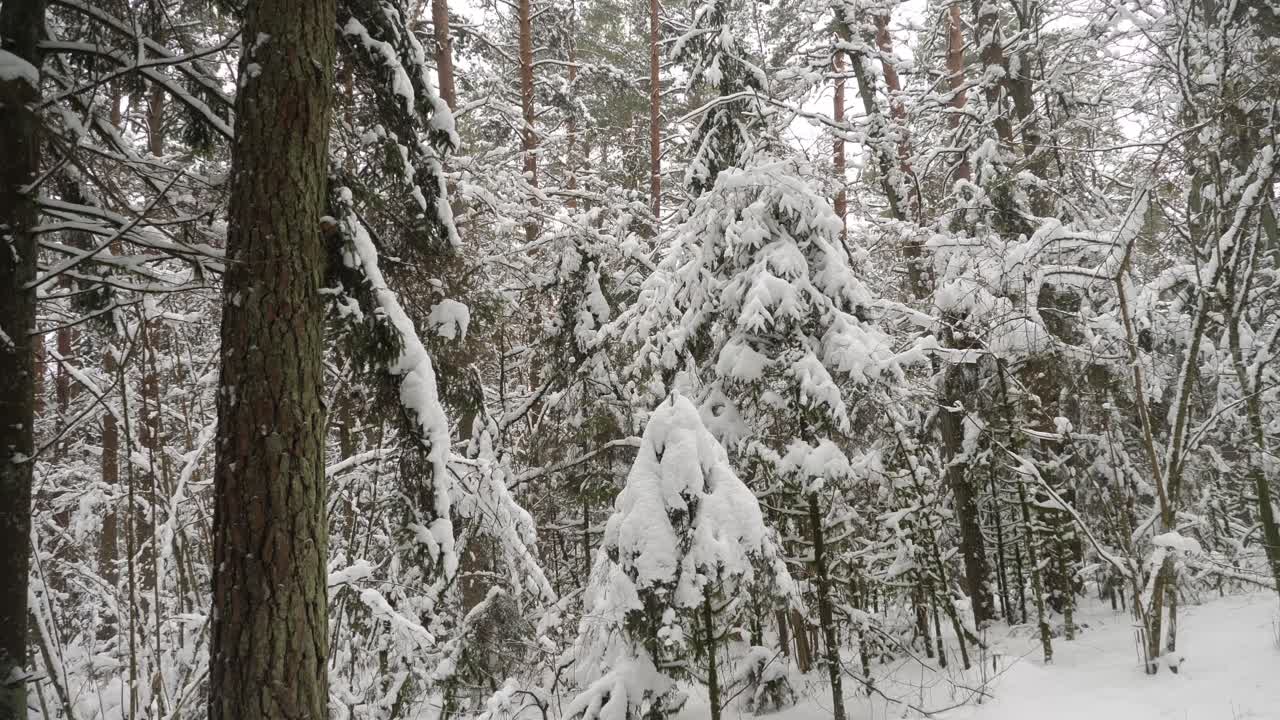 Winter forest tree tops with a lot of snow.