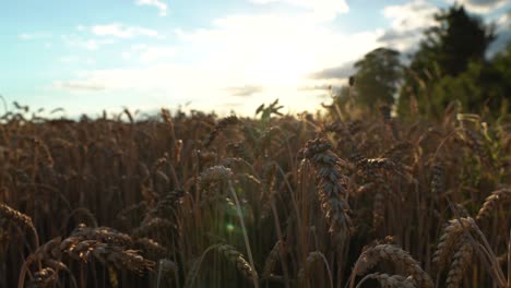 Hermosa-Vista-De-La-Puesta-De-Sol-Detrás-Del-Campo-Dorado-De-Cebada